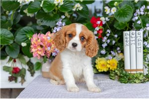 Stanley - Cavalier King Charles Spaniel for sale