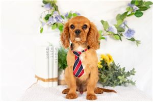 Joey - Cavalier King Charles Spaniel for sale