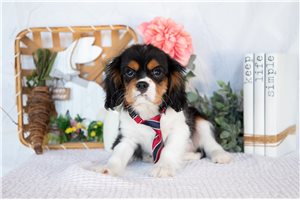 Jethro - Cavalier King Charles Spaniel for sale