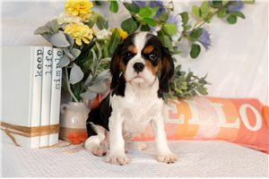 Canton - Cavalier King Charles Spaniel for sale