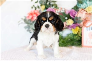 Vinny - Cavalier King Charles Spaniel for sale