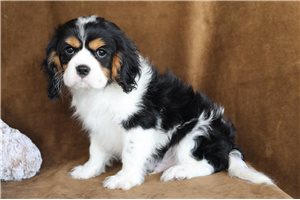 Jax - puppy for sale