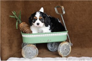 Kimberly - Cavalier King Charles Spaniel for sale