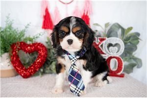 Kane - puppy for sale