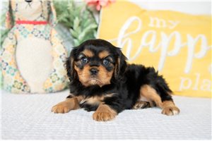 Luna - puppy for sale