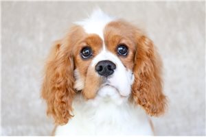 Cole - Cavalier King Charles Spaniel for sale