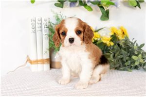 Regis - Cavalier King Charles Spaniel for sale