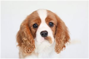 Connor - Cavalier King Charles Spaniel for sale