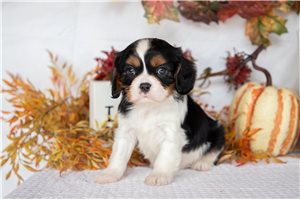 Katherine - Cavalier King Charles Spaniel for sale