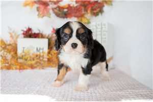 Kehlani - Cavalier King Charles Spaniel for sale