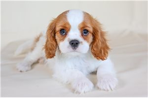 Titus - Cavalier King Charles Spaniel for sale