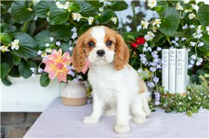 Jenny - Cavalier King Charles Spaniel for sale