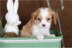 Kevin - Cavalier King Charles Spaniel for sale
