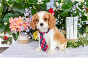 Sonny - Cavalier King Charles Spaniel for sale