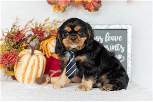 Kayden - Cockalier for sale