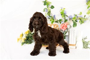 Annabelle - puppy for sale