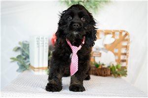Knox - Cocker Spaniel for sale