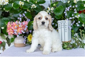 Timmy - Cocker Spaniel for sale