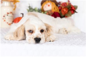 Timmy - Cocker Spaniel for sale