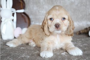 Rex - puppy for sale