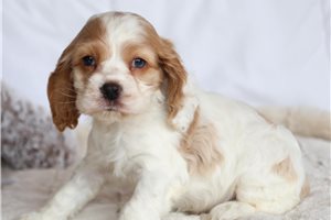 Samson - puppy for sale
