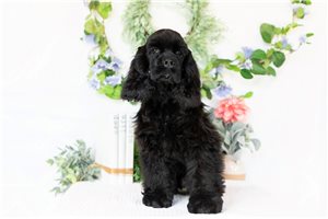 Dante - puppy for sale