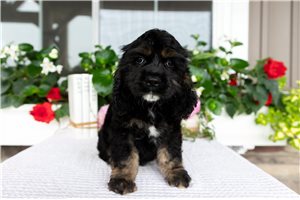 Danny - Cocker Spaniel for sale