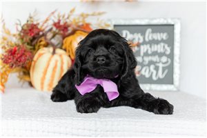 Sophia - Cocker Spaniel for sale