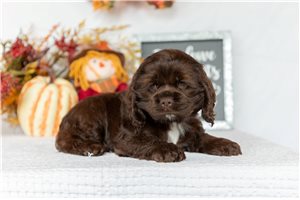 Scarlett - Cocker Spaniel for sale