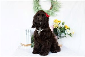 Annabelle - Cocker Spaniel for sale