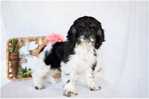 Milo - Cocker Spaniel for sale