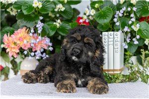 Danny - Cocker Spaniel, placed in South Bend / Michiana