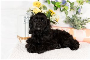 Dante - Cocker Spaniel for sale