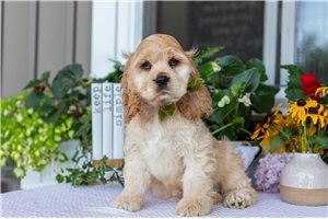 Jelly - Cocker Spaniel for sale