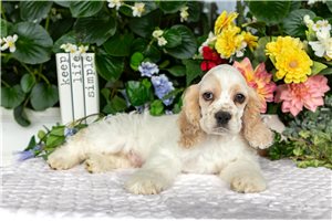 Timmy - Cocker Spaniel for sale