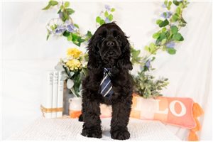 Chris - Cocker Spaniel for sale