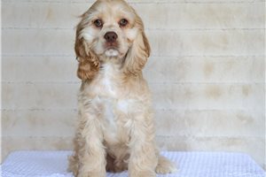Cocker Spaniel for Sale | Puppies | Pawrade.com