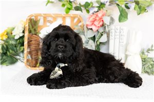 Dante - puppy for sale