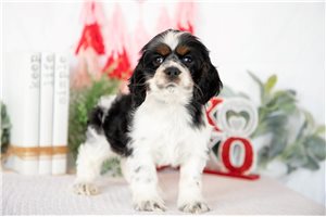 Nico - Cocker Spaniel for sale