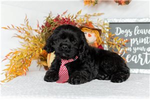 Sebastian - Cocker Spaniel for sale