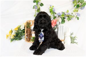 Chris - Cocker Spaniel for sale