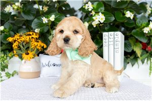 Jelly - Cocker Spaniel for sale