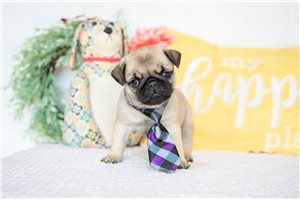 Asher - puppy for sale