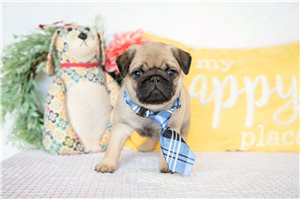 Alexander - puppy for sale