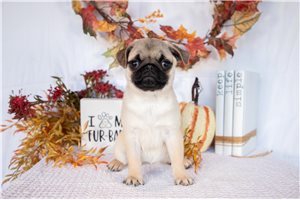 Mara - Pug for sale