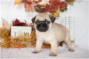 Kingston - Pug for sale
