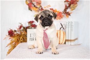 Marty - Pug for sale