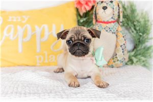 Aurora - puppy for sale