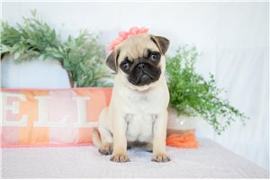 Miriam - puppy for sale