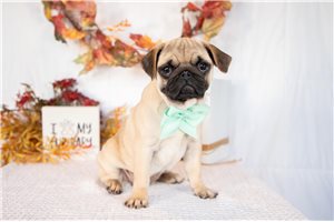 Maggie - puppy for sale